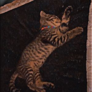 Meet your Posher, Tabby